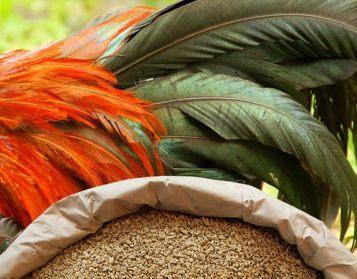 ANATRE E OCHE NO OGM - 25kg