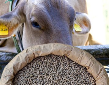 ASCIUTTA TOP NO OGM - 25kg