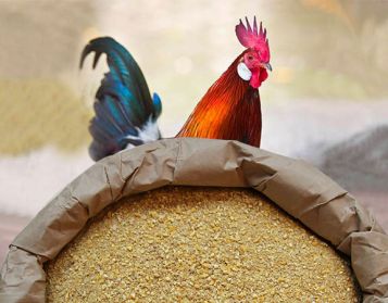 BIOCHICK V Plus - 25kg