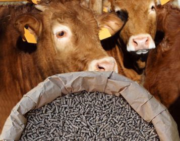 BOVINO EXTRA NO OGM - 25kg