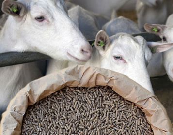 CAPRE DA LATTE NO OGM - 25kg