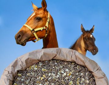 CAVALLE FATTRICI FIOCC NO OGM - 25kg