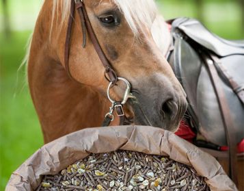 CAVALLI INGRASSO FIOCC - 25kg