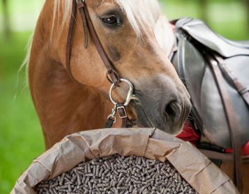 CAVALLI INGRASSO - 25kg