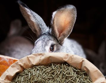 CONIGLI ORO NO OGM - 25kg