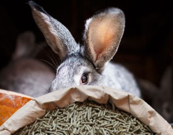 CONIGLI RURALI NO OGM - 25kg