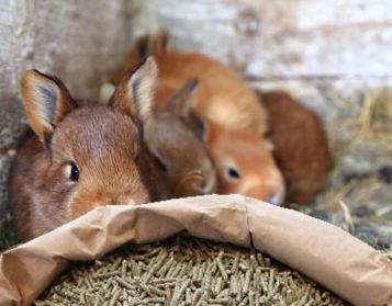 CONIGLIE FATTRICI NO OGM 25kg