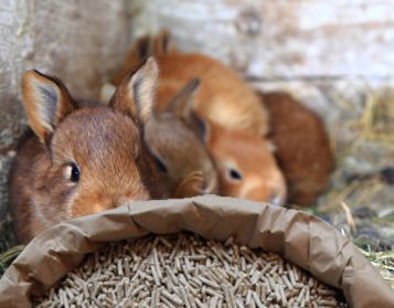 CONIGLIETTI NO OGM - 25kg