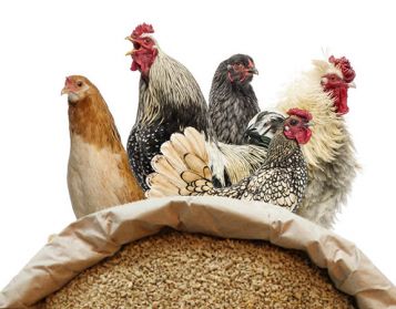 GALLO ORO NO OGM - 25kg