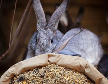 MISTO CONIGLI - 25kg