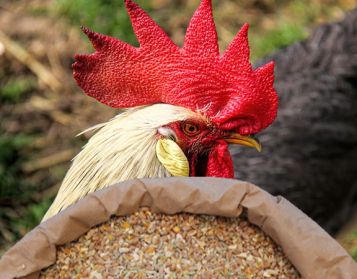 MISTO POLLI SENZA GUSCI - 25kg