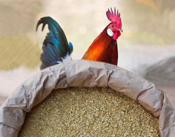 NATURHEN NCL V PLUS - 25kg