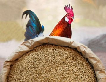 NATUROVO V PLUS - 25kg