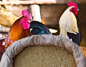 NUCLEO OVAIOLE NO OGM - 25kg