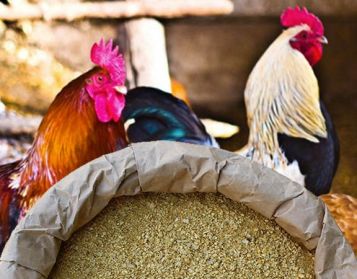 NUCLEO POLLI 1° PERIODO NO OGM - 25kg