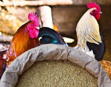 NUCLEO POLLI 2° PERIODO NO OGM - 25kg