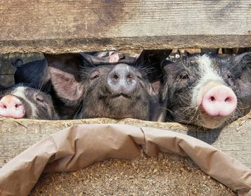 Nucleo Suini 30% No Ogm - 25kg