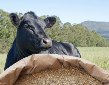 NUCLEO VITELLONI 50% NO OGM - 25kg