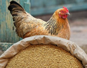 OVAIOLA GOLDEN 18 no ogm - 25kg