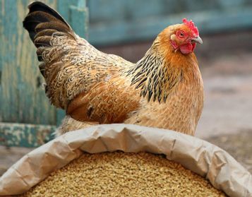 OVAIOLA ORO NO OGM - 25kg