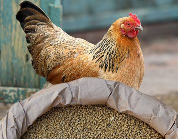 OVAIOLA PELLET NO OGM - 25kg