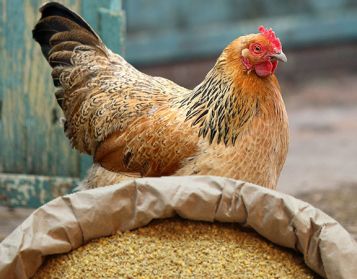 OVAIOLA R.L. NO OGM - 25kg