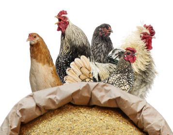 POLLI 2° PERIODO NO OGM - 25kg