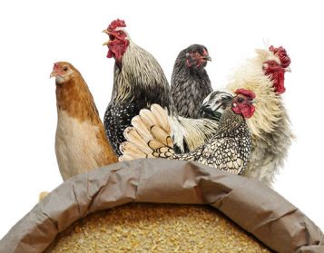 PULCINO PIO NO OGM - 25kg