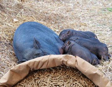 SCROFE NO OGM - 25kg