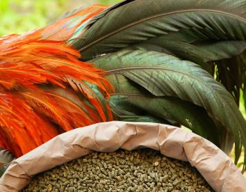 STRUZZI NO OGM - 25kg