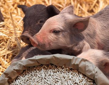 SUINETTI NO OGM - 25kg