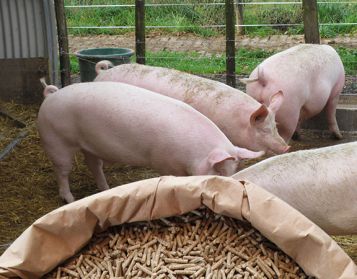 SUINI NO OGM PELLET - 25kg