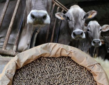 VACCHE DA LATTE NO OGM - 25kg