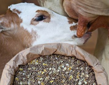 VITELLI TOP FIOCC NO OGM - 25kg