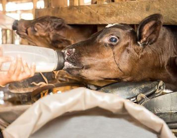 VOLAC ENERLAC - 20kg