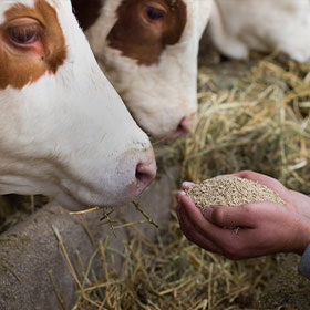 Mangimi personalizzati