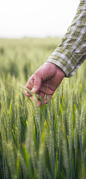 materie prime di alta qualità